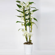 Dendrobium nobile Alba